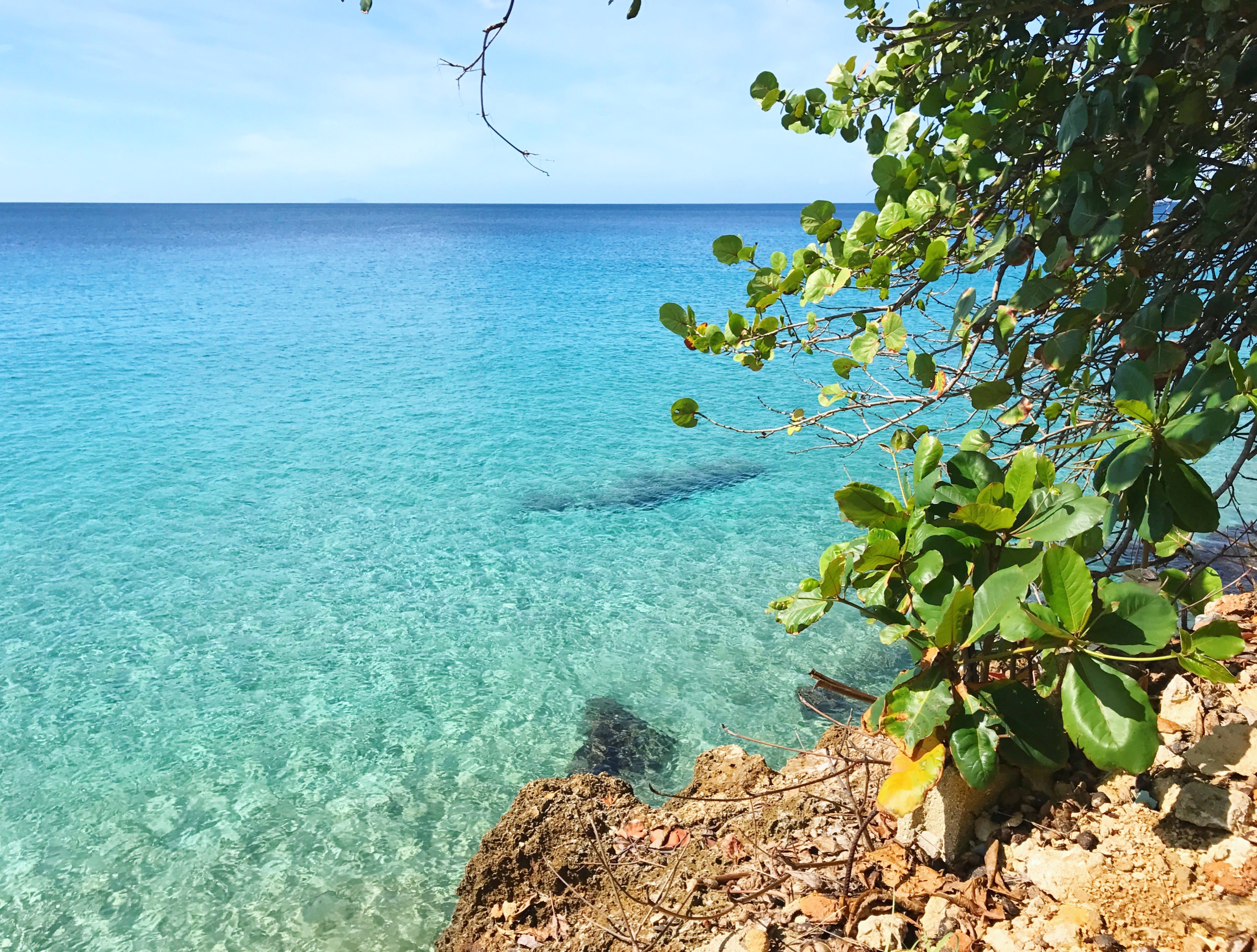 Puerto Rico Ocean and trees